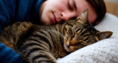 Почему кошка спит рядом с головой хозяина: что это означает на самом деле?