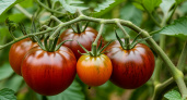Продавцы семян устали продавать: 3 популярных сорта томатов, которые чаще всего спрашивают в магазинах