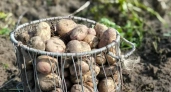 Даст ведро с куста: Как получить щедрый урожай картофеля — нужно знать эти правила