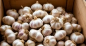 Чеснок останется свежим до самой весны: простой способ для долгого хранения в квартире