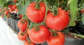 Эти семена отрывают с руками: в 2026 году этот сорт томатов — обязательный для посадки. Урожай будет даже холодным летом
