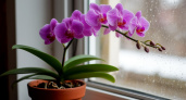 1 пакетик в горшок – и орхидея зацветет, как бешеная: даже чахлый фаленопсис оживет на глазах