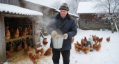 Белорус научил, как поддержать несушек холодной зимой: 3 продукта — и яйценоскость восстанавливается за 3 дня