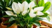200 мл под корень – и спатифиллум цветет круглый год: "белые паруса" распускаются в полную силу