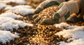 Миска крупы вместо 10 кг навоза: бросаем даже на снег — весной земля нежнее шелка