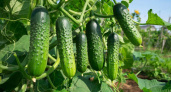 Делаем так – и огурцы плодоносят с июня - и пока лианы не уберешь: 3 лайфхака от биолога 