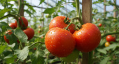 Сажаем только эти 2 сорта томатов — и нарадоваться не можем: слаще сиропа и весом под 1 кг