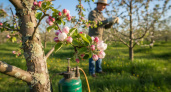 Обязательно сделайте это весной с яблонями — засыпят урожаем: 3 простых, но важных обработки