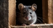 Нежеланные гости уйдут и не вернутся: 5 способов избавления от мышей и крыс – быстро и эффективно