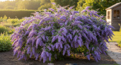Роскошный фонтан лилового цвета из ароматных гирлянд весь сезон: неприхотливый кустарник растет даже на бедных почвах