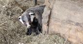 В Иркутской области барсук из зоосада проснулся после зимней спячки