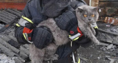 В Иркутской области огнеборцы вынесли из пылающего дома двух котов