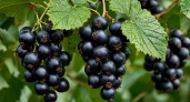Смородина крупнее вишни, ягод видимо-невидимо: 4 секретных правила – рекомендует агроном