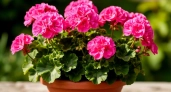 Герани весной – первым делом: добавьте по таблетке в горшок — чахлые старушки и молодые черенки цветут наперегонки все лето