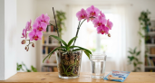 1 пакетик в горшок – и орхидея зацветет, как бешеная: даже чахлый фаленопсис оживет на глазах
