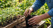 "Золотой" день для пикировки: опытный дачник назвал идеальное время для пересадки томатов