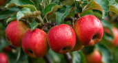 По 2 ведра под дерево – и яблоки КАМАЗами придется собирать: зацветут даже столетние яблони