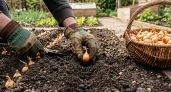 Марганцовка и сода – прошлый век: вот в чем замочить и чем опудрить лук-севок перед посадкой