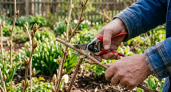 Весенняя обрезка малины: важнейшая процедура в борьбе за богатый урожай