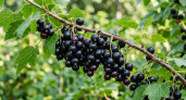 Весенний завтрак для черной смородины: чем и когда кормить для богатого урожая