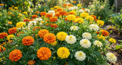 Лучшие бархатцы для дачи: 5 сортов — красиво цветут и защищают от вредителей