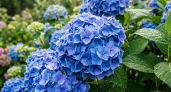 1 ложка на 10 литров: гортензия "вспыхнула" цветом — роскошные соцветия от сиренево-голубого до чернильно-фиалкового