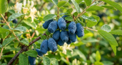 11 правил для жимолости: секрет урожая в мае — почему ягода не плодоносит и как это исправить