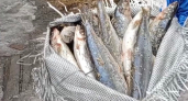 В Иркутской области у браконьеров изъяли омуля на 10 миллионов рублей
