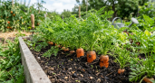 Вырастила морковь по голландской технологии — такого урожая прежде не удавалось получать