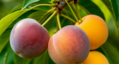 Не персик и не абрикос: выдерживает 30-градусные морозы, а плоды — слаще меда