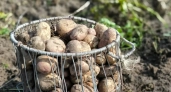 Разрезаю клубни перед посадкой картофеля уже много лет: 4 шага подготовки — и куст приносит до 15 штук без мелочи