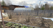 Секундное дело, а урожай в 3 раза больше: чем опрыскать смородину, вишню, сливу и малину, когда лопнули почки — рабочий рецепт