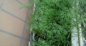 Растения, которые не переносят "соседства с укропом". А на какие культуры пряность воздействует благоприятно - 15 отличных соседей