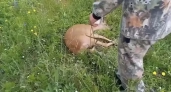 В Иркутской области спасли раненую косулю, забредшую в посёлок