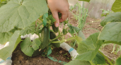 Лью 1 литр под томаты, перцы, огурцы и они растут как бешенные, обильно плодоносят, тоннами будете собирать урожай