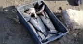 В Иркутской области браконьер выловил рыбы на 49 тысяч рублей