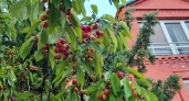 3 причины сыпать соду под вишню: лайфхак от опытных агрономов