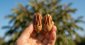 Чудо‑орех: растёт как фундук, а вкус — как у макадамии. Выдерживает -35 °C