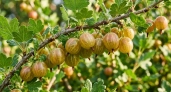 2 капли на литр воды — и ягоды крыжовника будут размером со сливу: превращаем кусты в садовое чудо за несколько минут