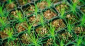 Иркутская область лидирует в России по объёму лесовосстановления