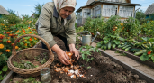 Не мусор, а бесплатные помощники огородника: 5 кухонных «объедков» отправляю не в ведро, а на грядки — урожай только спасибо скажет