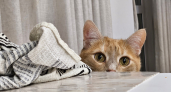 Кошка узнаёт вас вовсе не по лицу: 4 сигнала, по которым она вычисляет хозяина ещё в коридоре и даже в темноте