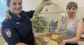 Усольские полицейские вернули попугая Жако прежним хозяевам