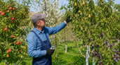 В августе беру секатор и прохожу весь сад: какие ветки можно смело удалить до осени 