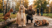 Собаки, которым команды до лампочки: 3 своенравные породы — дрессировщикам приходится попотеть
