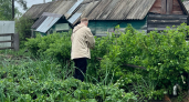 Сорняки не врут: 8 растений, которые подскажут, что происходит с почвой на вашем участке 