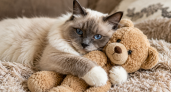Кошки с характером плюшевого мишки: 6 самых миролюбивых пород — тянутся к людям и обожают ласку