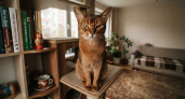Мордашка ангельская, а характер — командирский: 3 породы кошек, которые быстро устанавливают в доме свои правила
