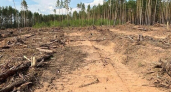 В северном районе Иркутской области расчистят более 430 гектаров леса