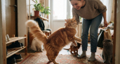 Кошки с характером душки: 4 самые ласковые и весёлые породы — радуются хозяину, хвост виляет как пропеллер